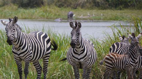 Attractions And Things To Do In Akagera National Park Trek Africa