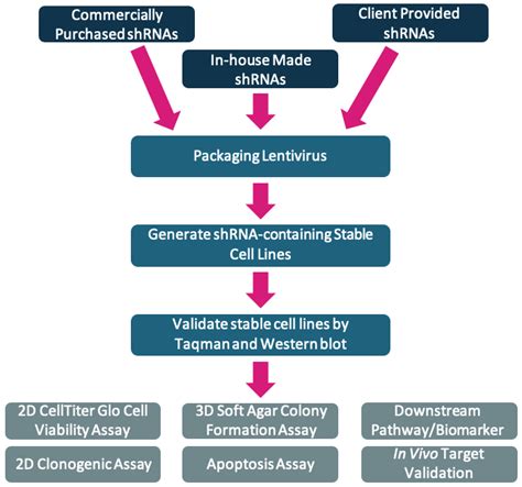 ShRNA Mediated Target Gene Knockdown And Stable Cell Line Generation