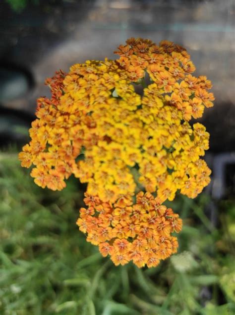 Achillea Terra Cotta Jardins Du Val D Allier