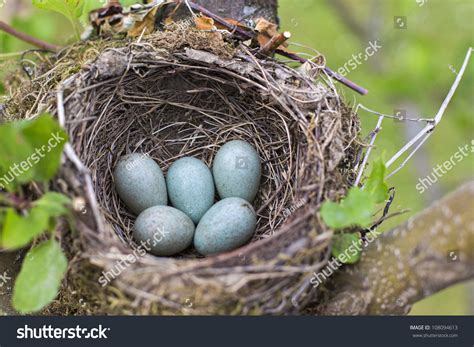 Bird Nest On Tree Branch With Five Blue Eggs Inside Stock Photo