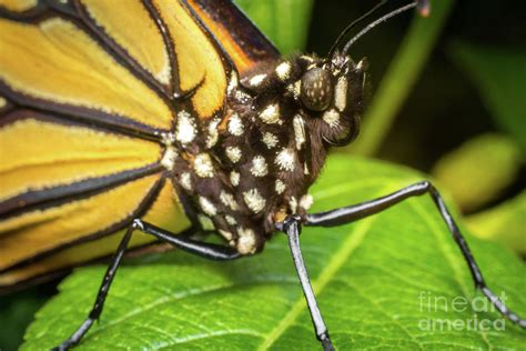 Closeup Monarch Butterfly Photograph by Ezume Images - Pixels