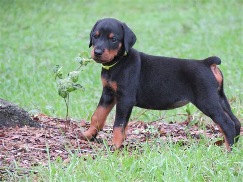 Yellow Female Akc Doberman Puppies For Salehawthorne Fl