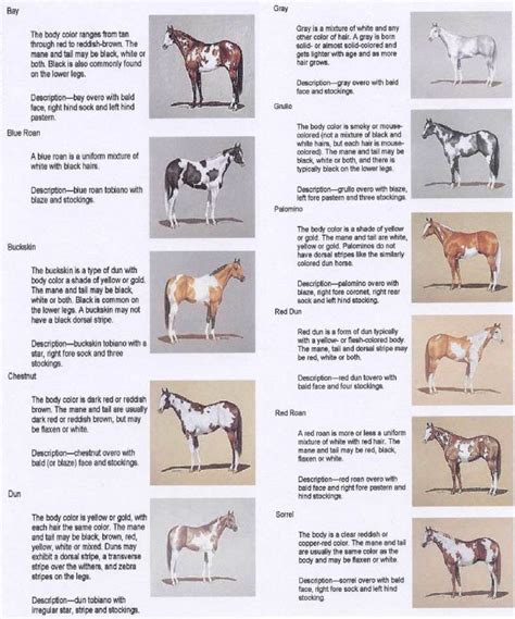 an image of horses that are in different colors and sizes on a sheet ...