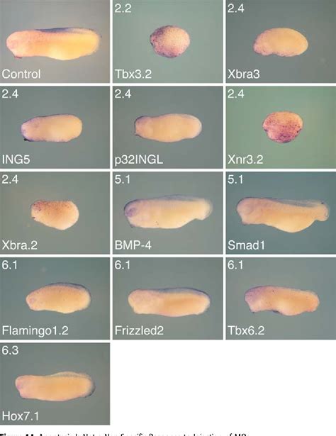 Figure From Defining Synphenotype Groups In Xenopus Tropicalis By