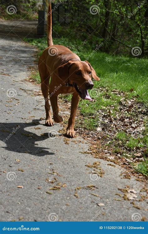 Hunting dog stock photo. Image of vizsla, field, portrait - 115202138