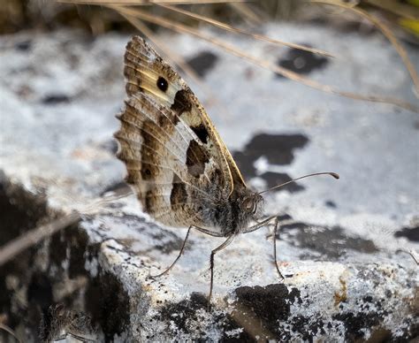 Berghexe Berghexe Chazara Briseis C Rainer Wagner Naturgucker