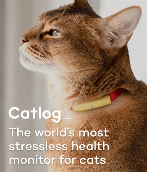 Healthy Or Not Your Cat S Activity Can Be Tracked And Logged With