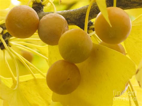 Ginkgo Fruit Photograph by Maria L Salata