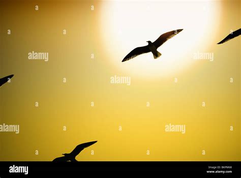 Seagulls In Flight Hi Res Stock Photography And Images Alamy