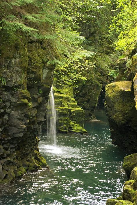 Distractions - Toketee Falls,Oregon-USA.