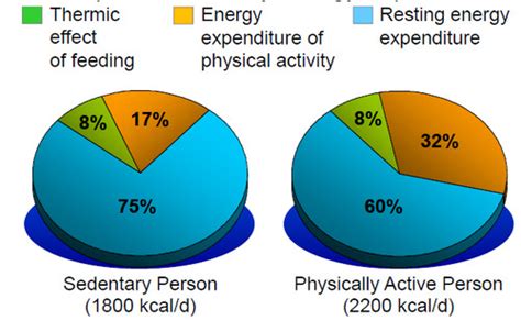 Chapter 15 Energy Balance And Weight Control Flashcards Quizlet