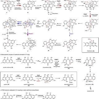 Different Mechanisms For The Xanthone Formation A A Single