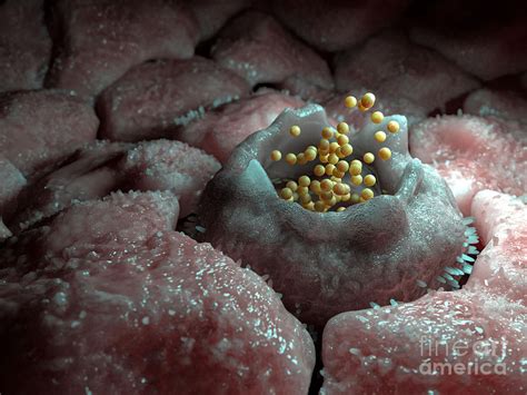 Chlamydia Bacterial Infection By Thom Leach Science Photo Library