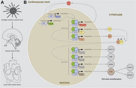 Circadian Rhythm Of Cardiac Electrophysiology Arrhythmogenesis And