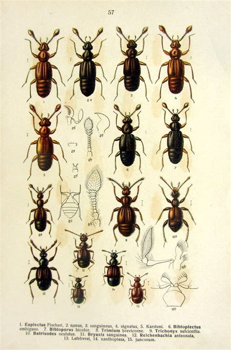 1910 Differents Species of Beetles Print Antique Original - Etsy