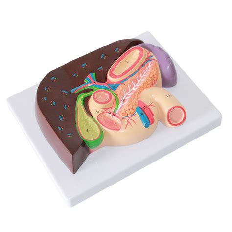 Buy Anatomical Model Stomach Section Model Liver Anatomical Model