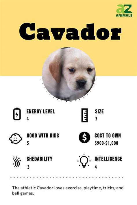 Full Grown Cavador