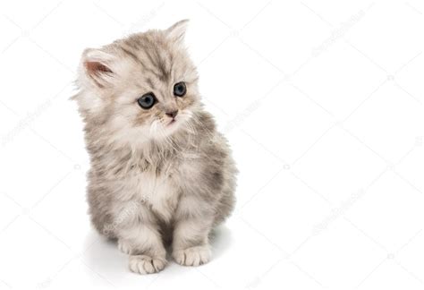 Beautiful fluffy little kittens — Stock Photo © ksena32 #79468164