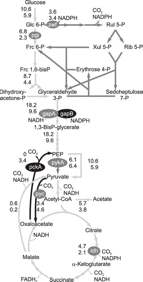 Net Fluxes In Mmol G Cdw 1 H 1 For B Subtilis Wild Type Top Values