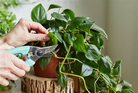 How To Propagate A Philodendron 2 Ways