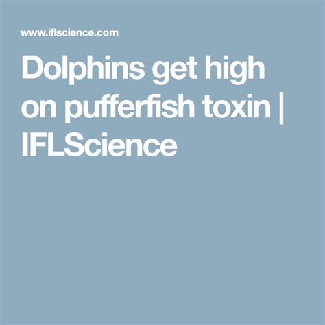 Dolphins get high on pufferfish toxin | IFLScience | Puffer fish ...