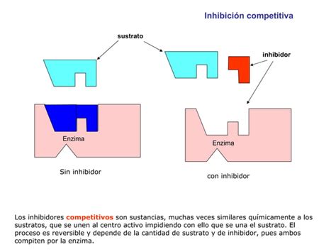 Enzimas Inhibidor Competitivo Ppt