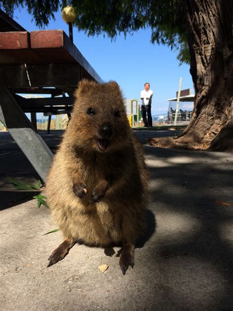 Quokka Selfie - Rottnest Island, Australia - Travel is my favorite Sport