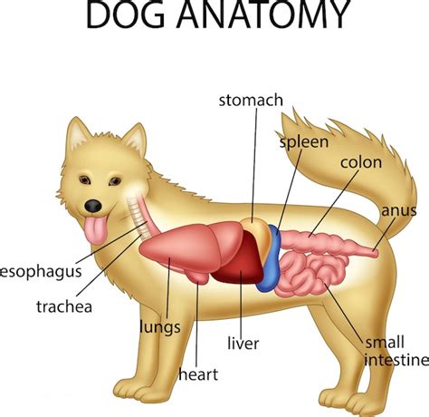 Premium Vector | Anatomy of dog