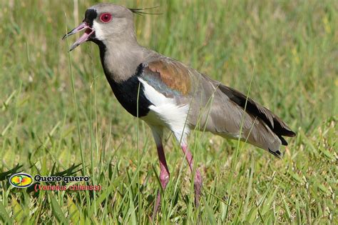 Nome Cientifico Do Quero Quero - ORNITOLOGIA: Quero-quero (Vanellus chilensis)