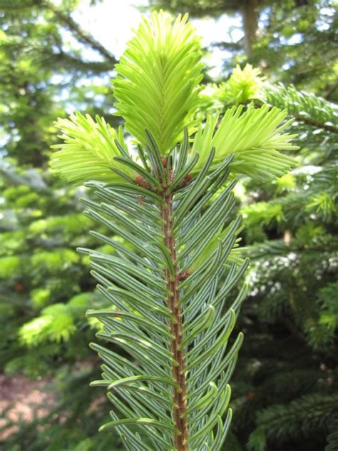 Sibiredelgran Planteportalen