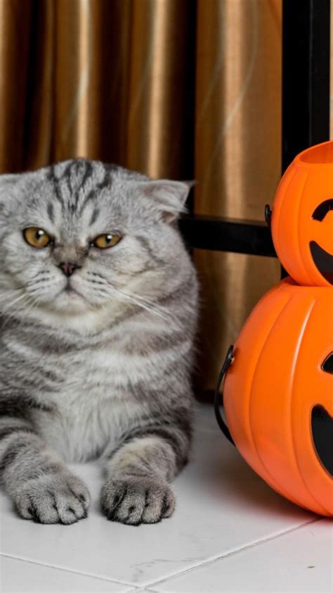 Aesthetic cat halloween | Black cat halloween costume, Cat halloween ...