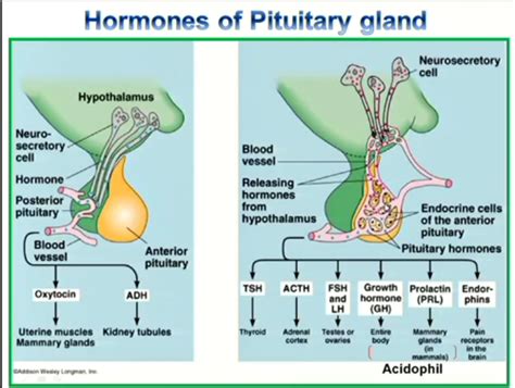 Relationship between pituitary and hypothalamus Flashcards | Quizlet