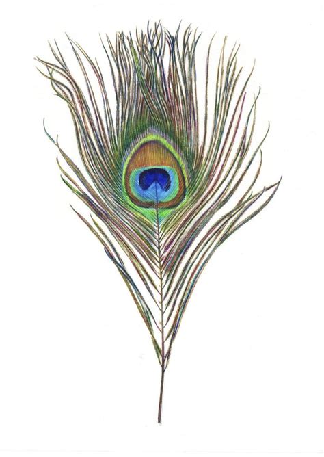 Peacock Feather Drawing By Krista Anandakuttan Saatchi Art