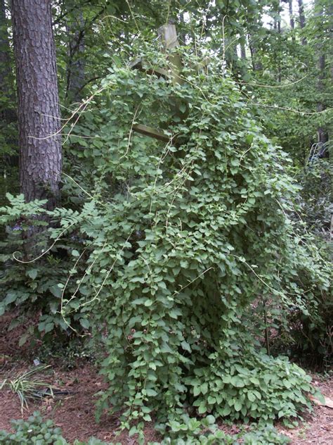 Invasive Plants Walter Reeves The Georgia Gardener