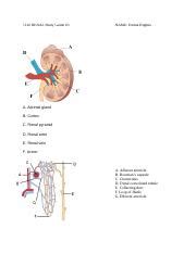 Unit Renal Study Guide Docx Renal Study Guide Name Emma