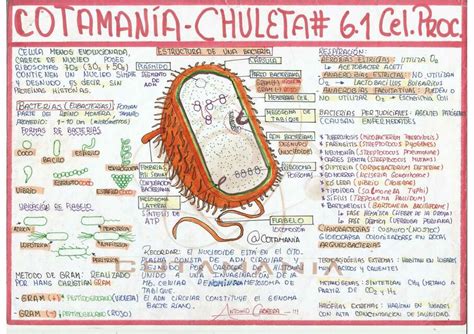 CELULA PROCARIOTA ThinkMed UDocz