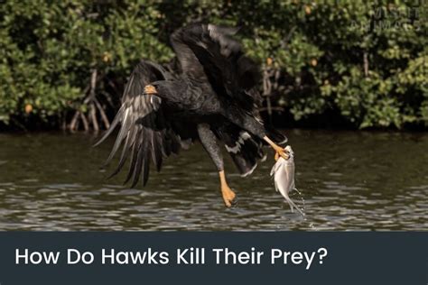 How Do Hawks Kill Their Prey Sharp Talons And Speed