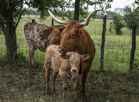 90+ Free Longhorn+Cattle & Longhorn Images | Longhorn cattle, Cow, Cattle