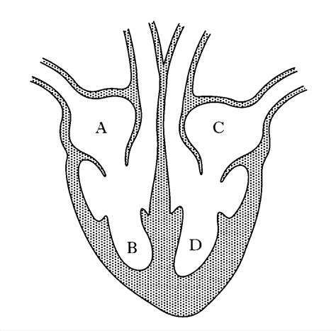 Heart Anatomy Four Chambers Diagram Quizlet