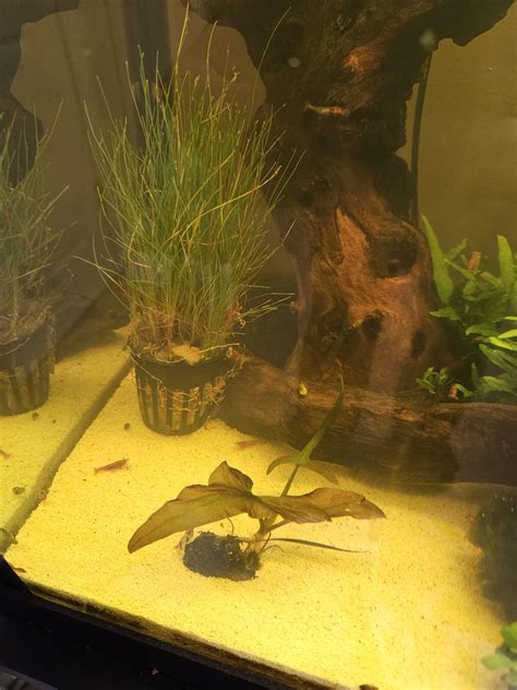 Dwarf Hairgrass Aquarium Grass Carpet Live Plants For Sale