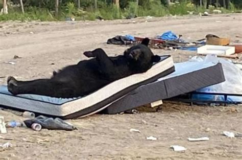 La Foto De Un Oso Haciendo La Plancha En Un Colchón Que Es Viral En