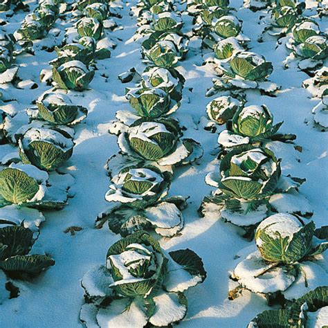 Cabbage Winter Tundra F1 Cabbage Premier Seeds Direct Ltd