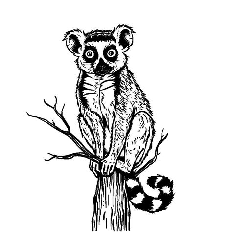 Free Lemur Clipart Svg K Laser Cutter