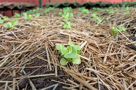 How To Use Straw Mulch In The Vegetable Garden