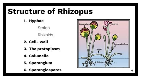 Structure and Reproduction of Rhizopus sp., | PPT