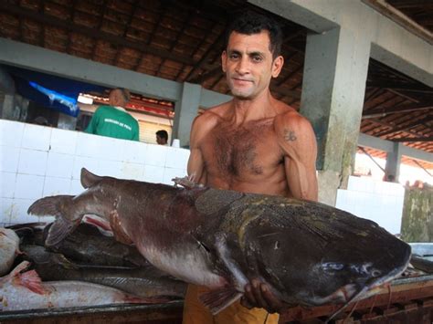 G1 Decreto proíbe pesca de espécie ameaçada de extinção no Pará