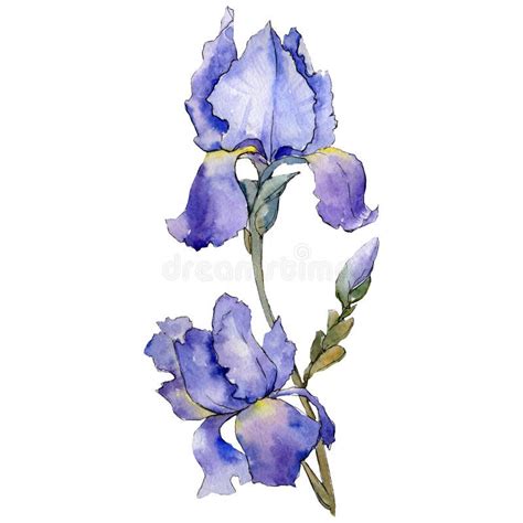 Iris P Rpura Flor Nica Floral La Acuarela Del Dibujo Del