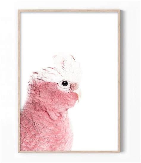 Galah Print Australian Bird Art Bird Photography Pink | Etsy | Bird art ...