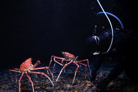 15 Gigantic Japanese Spider Crab Facts - Fact Animal