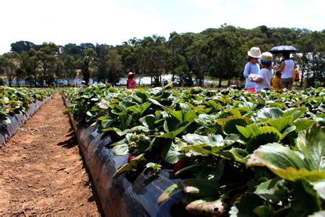 Sunny Ridge Strawberry Farm, Mornington - Enchanted Serendipity